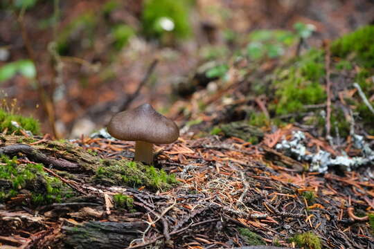 Image de Hygrophore à lamelles arquées