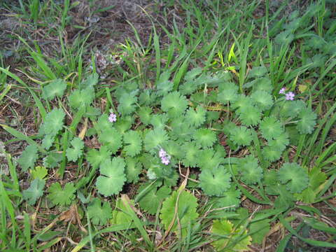 Imagem de Geranium molle L.