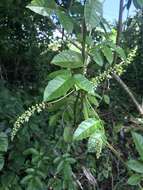 Слика од Paullinia pinnata L.