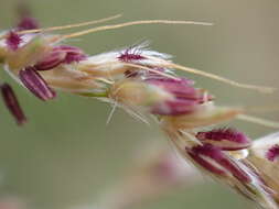 Imagem de Miscanthus junceus (Stapf) Pilg.