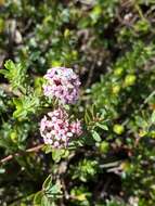 صورة Pimelea alpina F. Müll. ex Meissn.