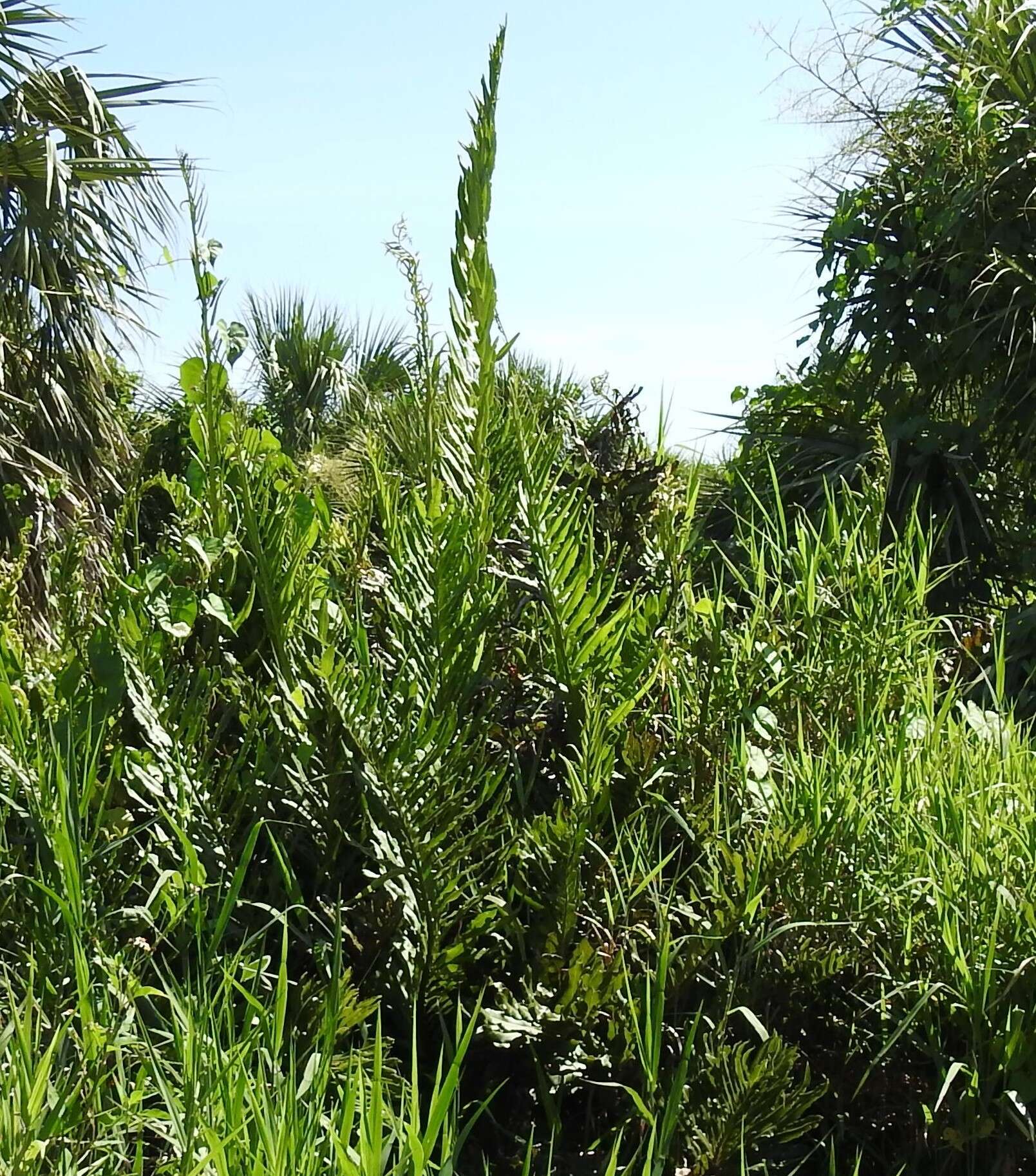 Image of giant leather fern