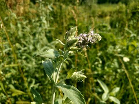 Image of Mentha longifolia var. asiatica (Boriss.) Rech. fil.