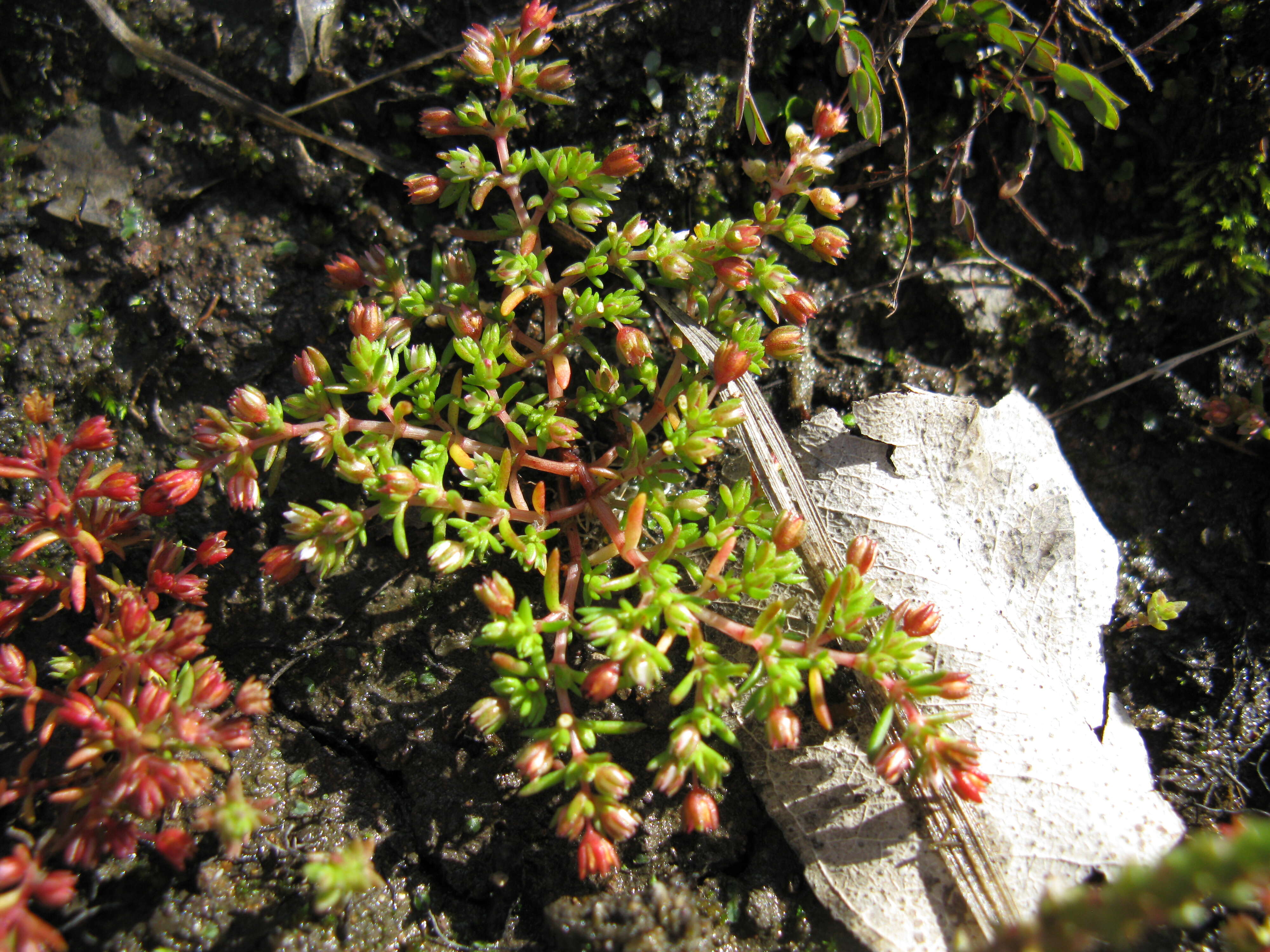 Image of Crassula decumbens Thunb.