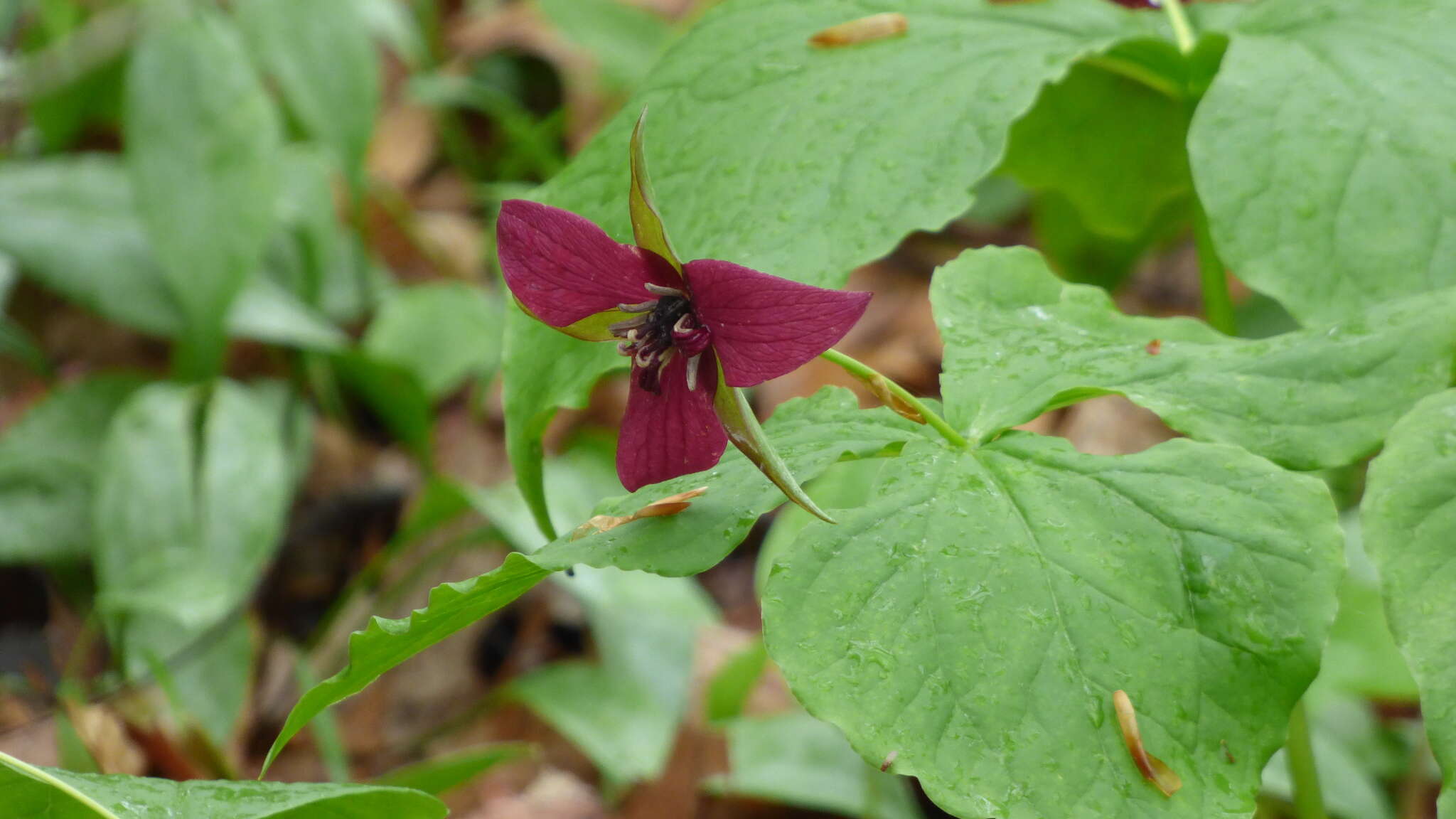 Imagem de Trillium erectum var. erectum