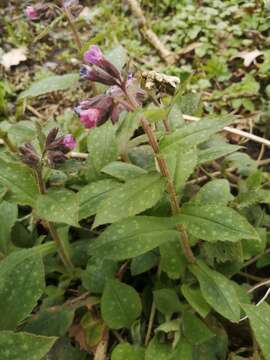 Plancia ëd Pulmonaria saccharata Miller