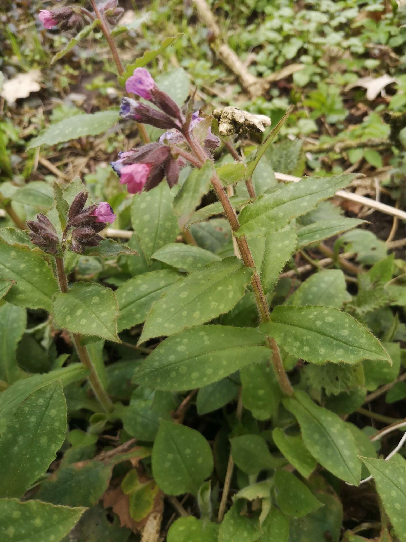 Image of Bethlehem lungwort