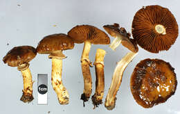 Sivun Cortinarius majestaticus (E. Horak) T. P. Anderson & Orlovich 2016 kuva