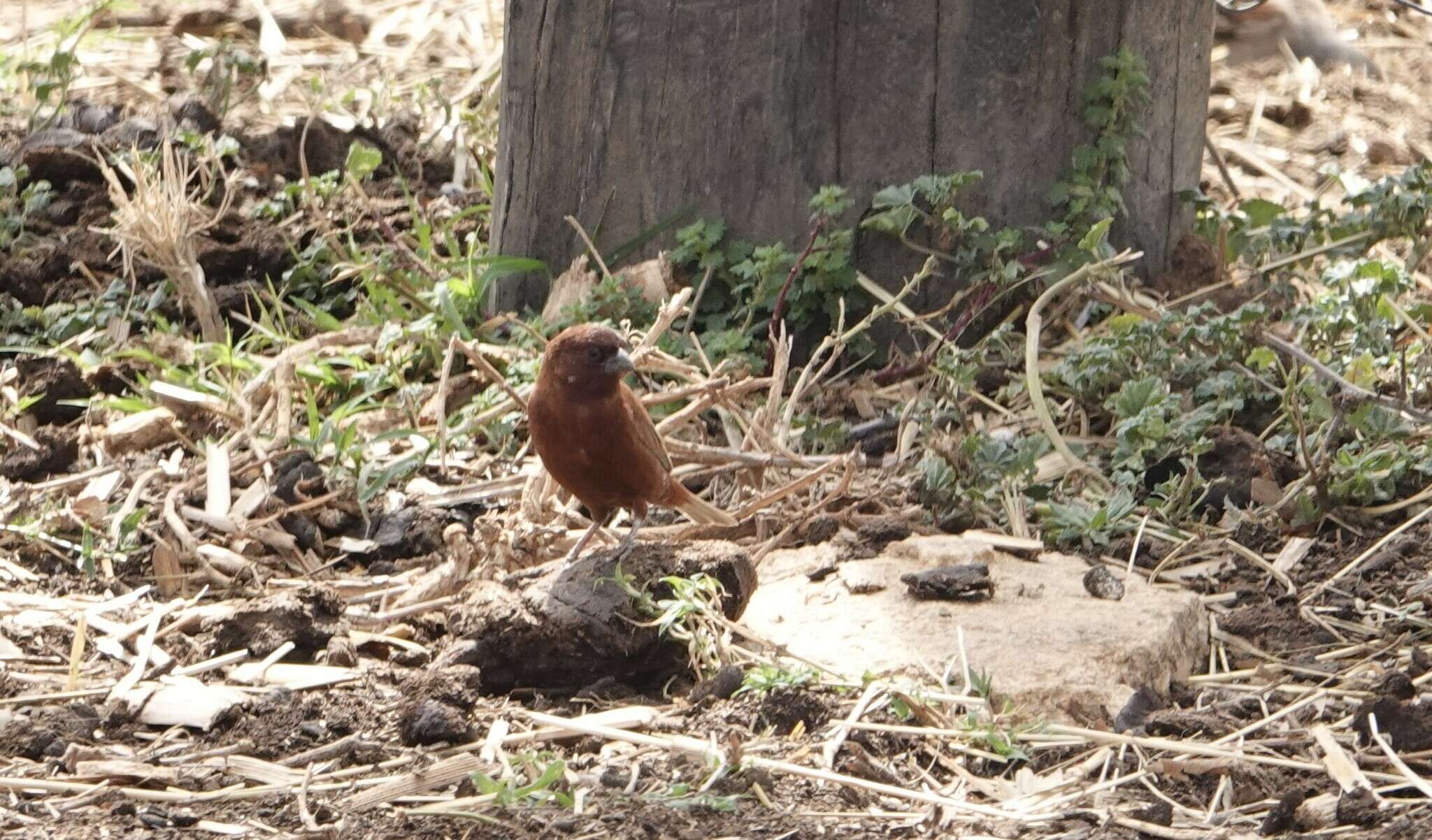 Image of Chestnut Sparrow