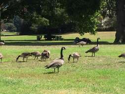 Image of Hawaiian goose