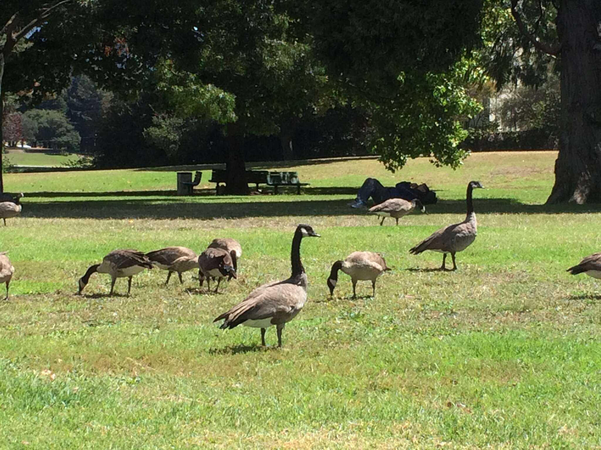 Image of Hawaiian goose