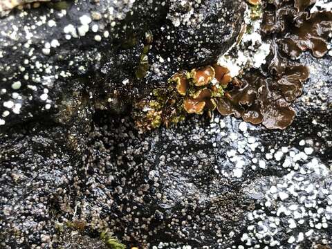 Image of bowl lichen