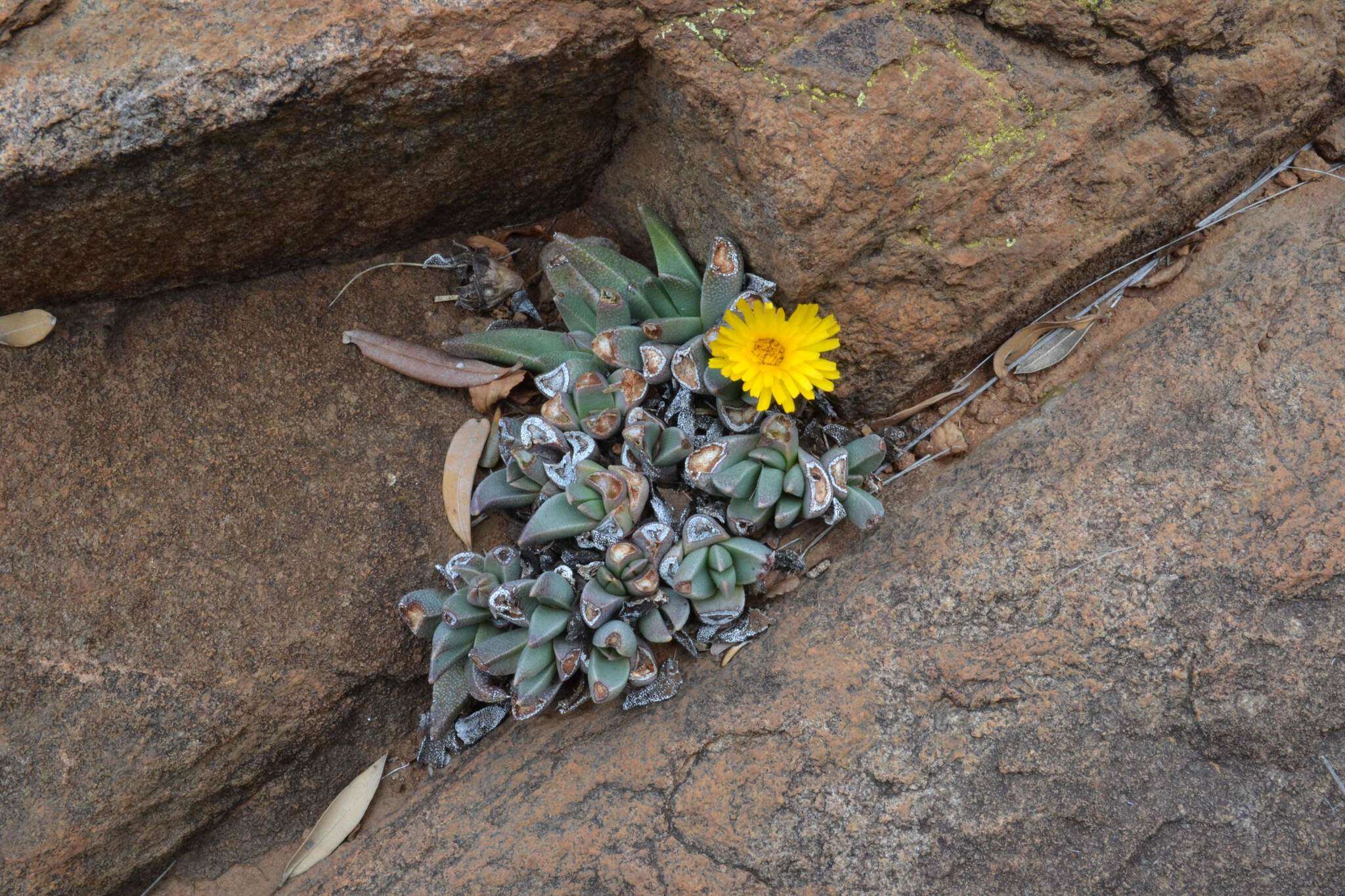 Image of Rabiea albipuncta (Haw.) N. E. Br.