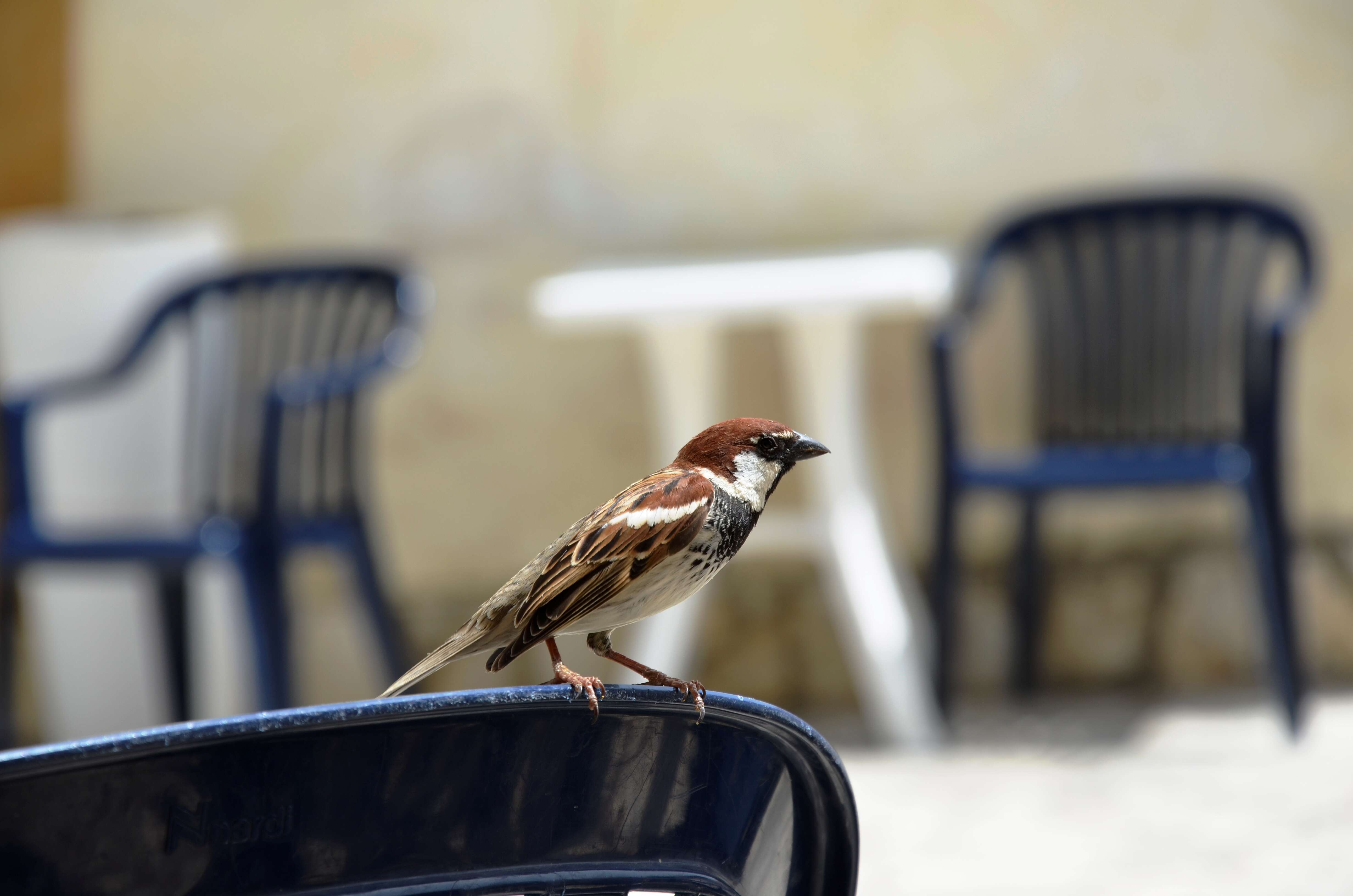 Image of Italian Sparrow