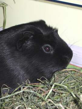 Image of Cavy