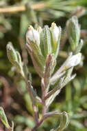 Image of Saltmarsh Salt-Bird's-Beak