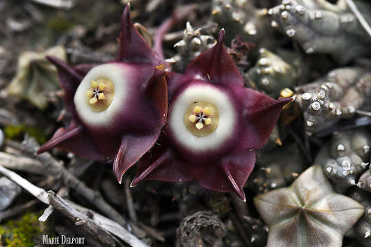 Image of Ceropegia pillansiana (N. E. Br.) Bruyns