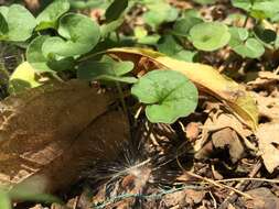 Imagem de Dichondra sericea Sw.