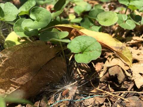 Plancia ëd Dichondra sericea Sw.