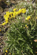 Image of Crepis jacquinii subsp. jacquinii