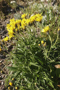 Crepis jacquinii subsp. jacquinii的圖片