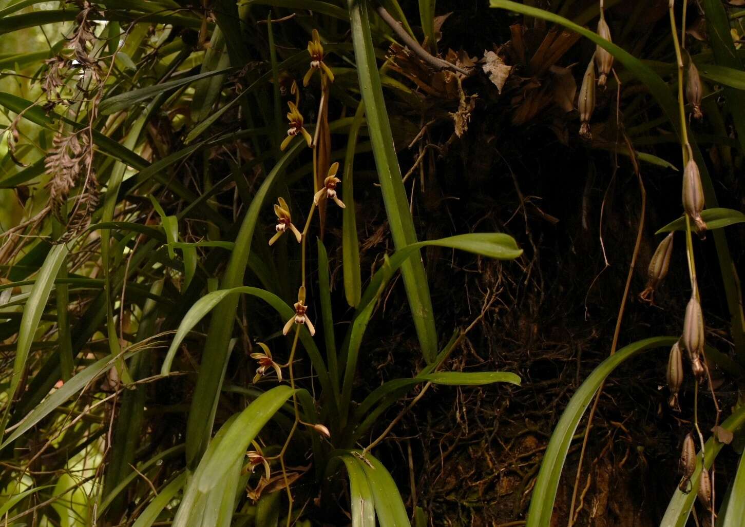 Image of Cymbidium finlaysonianum Lindl.