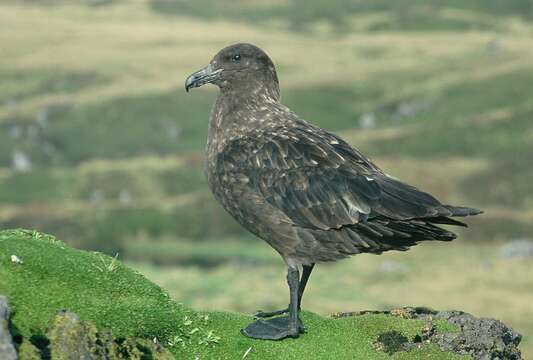 Plancia ëd Stercorarius antarcticus lonnbergi (Mathews 1912)