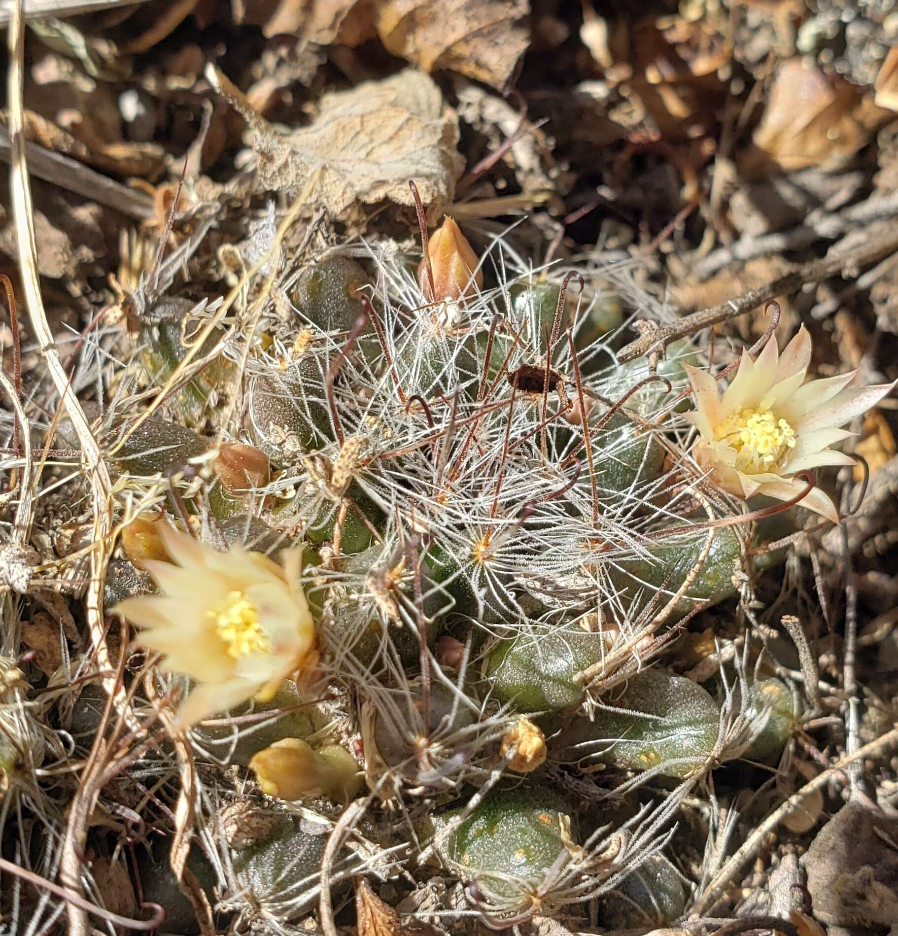 Image of Mammillaria nana Backeb. ex Mottram