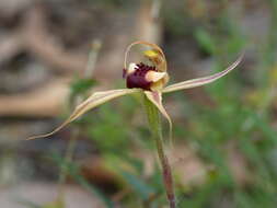 Image of Plain-lip spider orchid