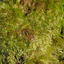 Image of brothera moss