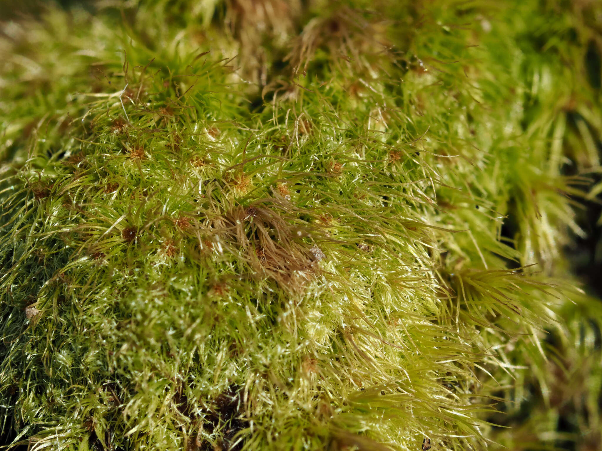 Image of brothera moss