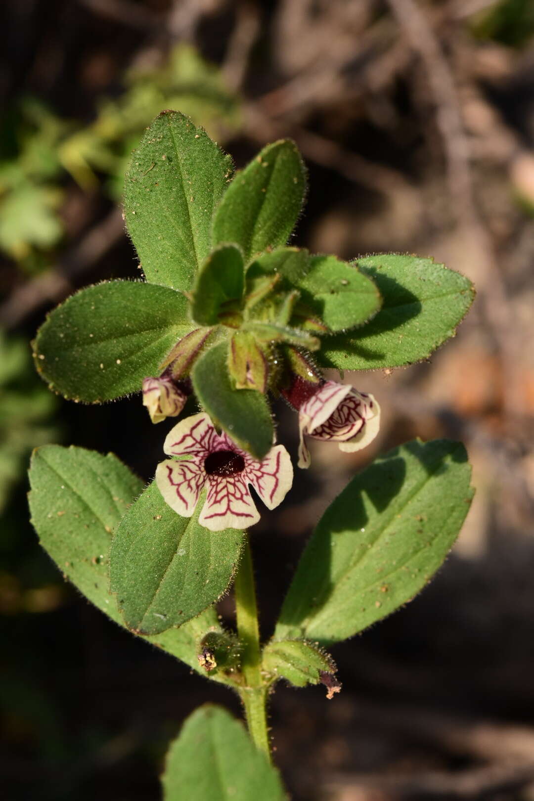 Image of calico monkeyflower