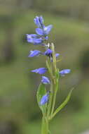 Image de Polygala alpestris Rchb.