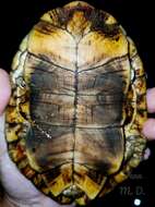 Image of Vanderhaege’s Toadhead Turtle