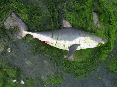 Image of Salmon Shark