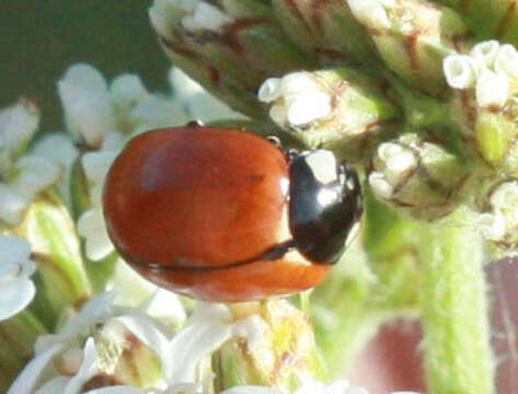 صورة Coccinella californica Mannerheim 1843