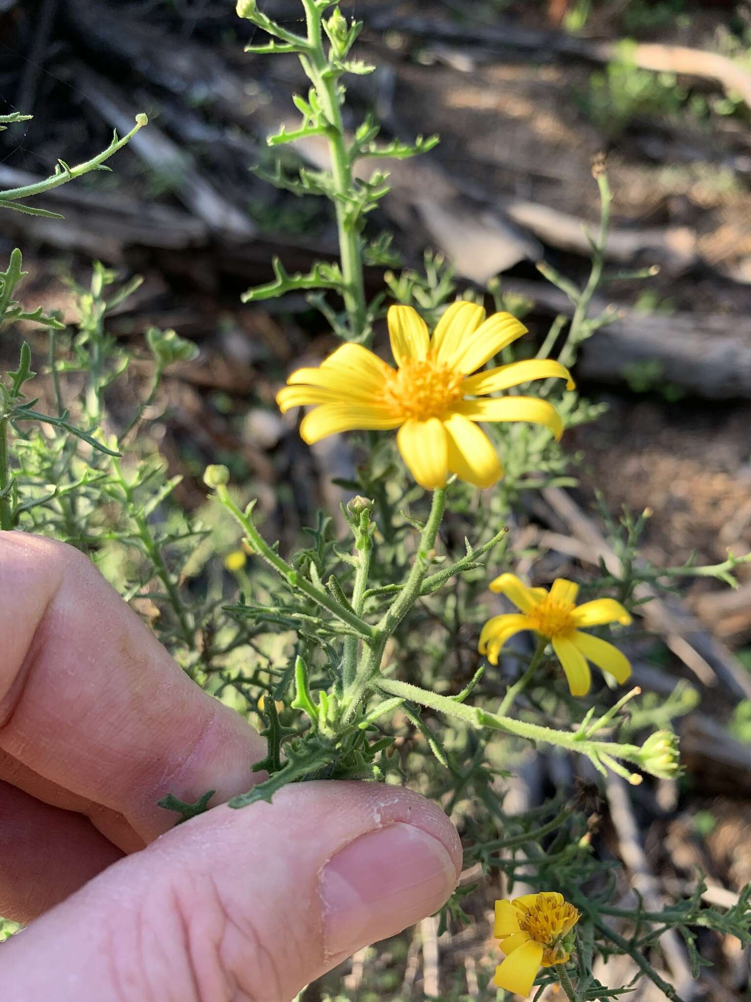 Image of Osteospermum spinosum L.