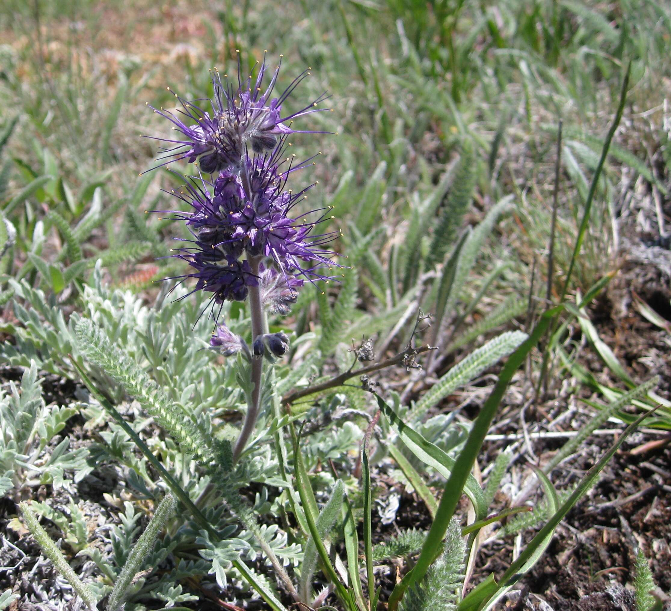 Image of silky phacelia