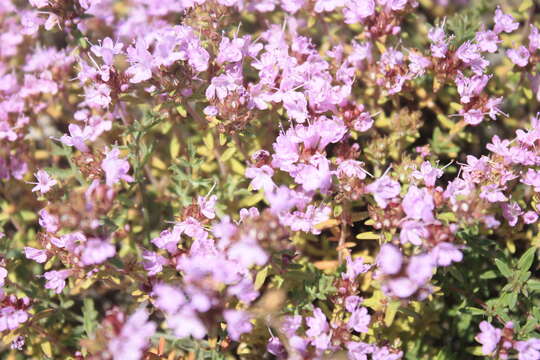 Image of Thymus calcareus Klokov & Des.-Shost.