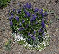 Image of broadleaf lupine