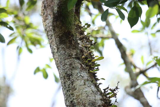 Image de Bulbophyllum retusiusculum Rchb. fil.