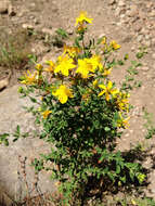 Image of St John's wort