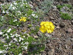 Imagem de Phlox diffusa Benth.