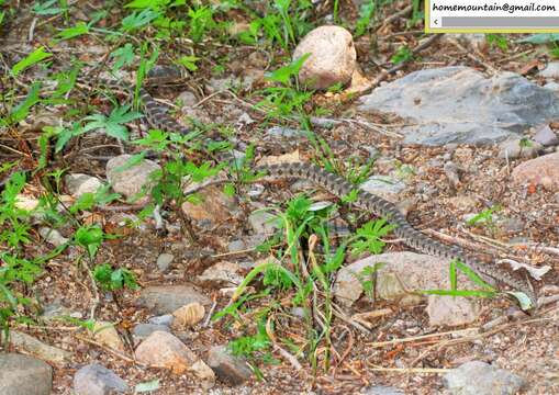 Image of Pere David's Rat Snake