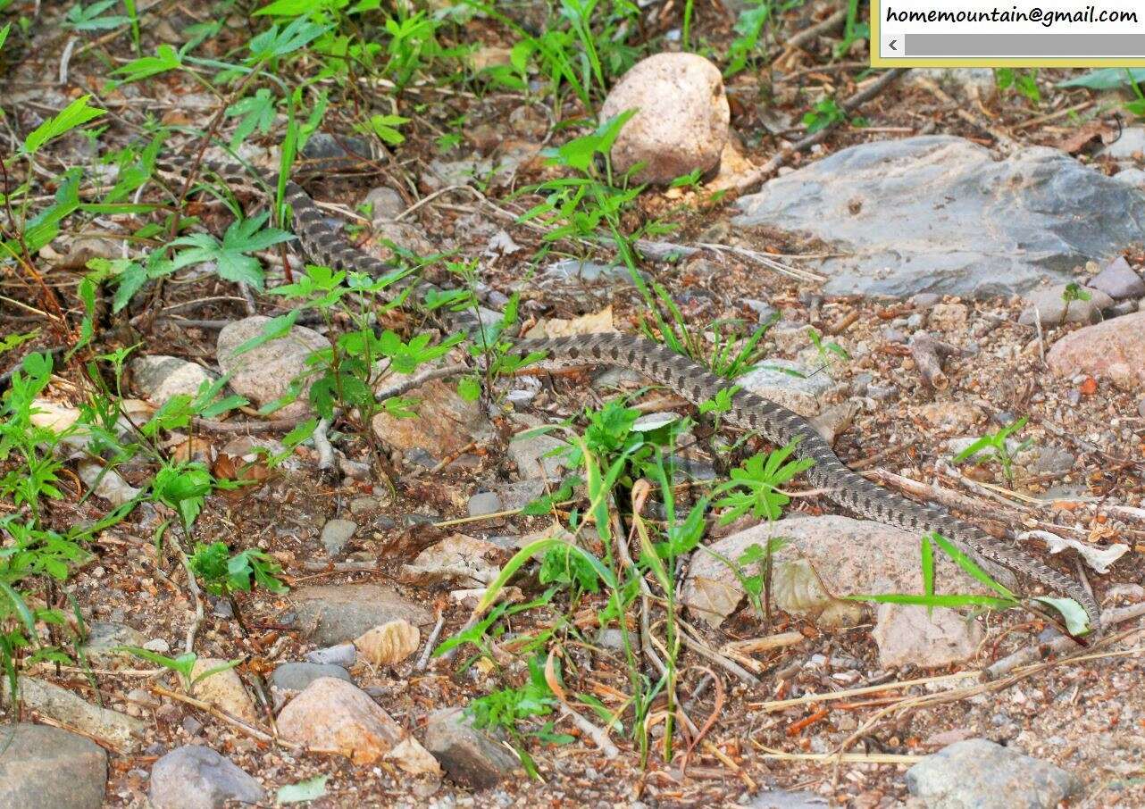 Image of Pere David's Rat Snake