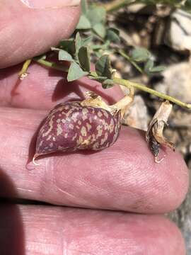 Image of egg milkvetch