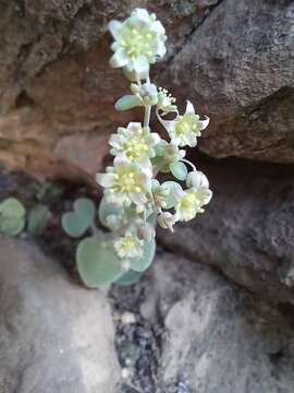 Image of Crassula nemorosa (Eckl. & Zeyh.) Endl. ex Walp.