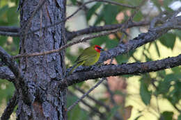 Plancia ëd Piranga erythrocephala (Swainson 1827)