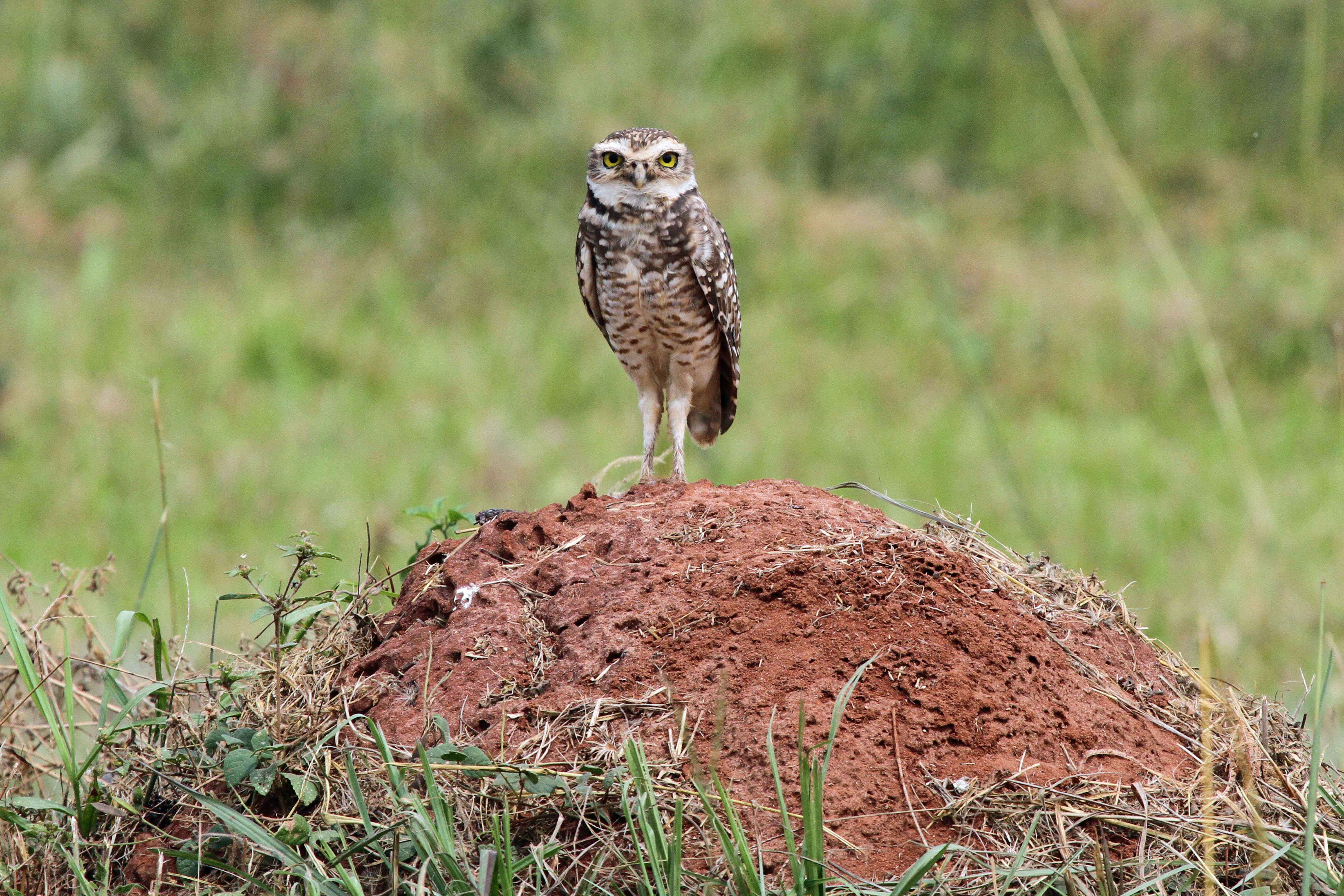 Image of Burrowing Owl