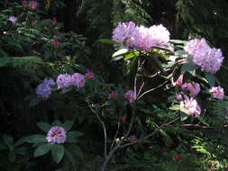 Image of Pacific rhododendron